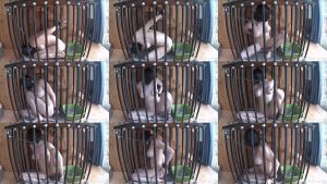 BondageLife – Cage Time For Greyhound – Rachel Greyhound